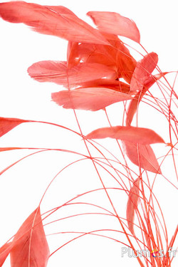 Coquetips - 13-18 cm - salmone rosa